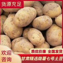 精选陇薯七号土豆甘肃省定西市优质产品欢迎了解