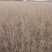 花棒苗-1年生花棒树苗农户自产自销基地直发欢迎来电合作