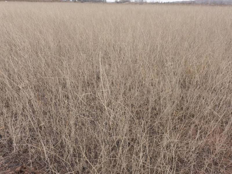 花棒苗-1年生花棒树苗农户自产自销基地直发欢迎来电合作