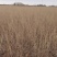 花棒苗-1年生花棒树苗农户自产自销基地直发欢迎来电合作