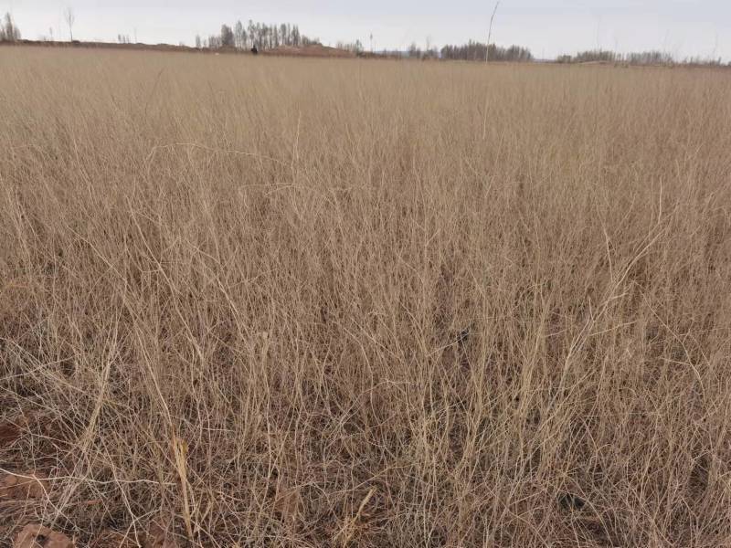 花棒苗-1年生花棒树苗农户自产自销基地直发欢迎来电合作