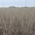 花棒苗-1年生花棒树苗农户自产自销基地直发欢迎来电合作