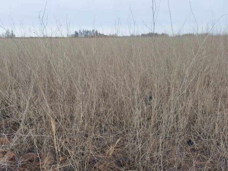 花棒苗-1年生花棒树苗农户自产自销基地直发欢迎来电合作