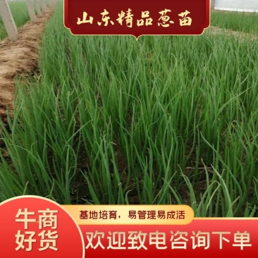 【好货推荐】潍坊旭峰大葱育苗合作社，出售一代葱苗