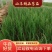 【好货推荐】潍坊旭峰大葱育苗合作社，出售一代葱苗