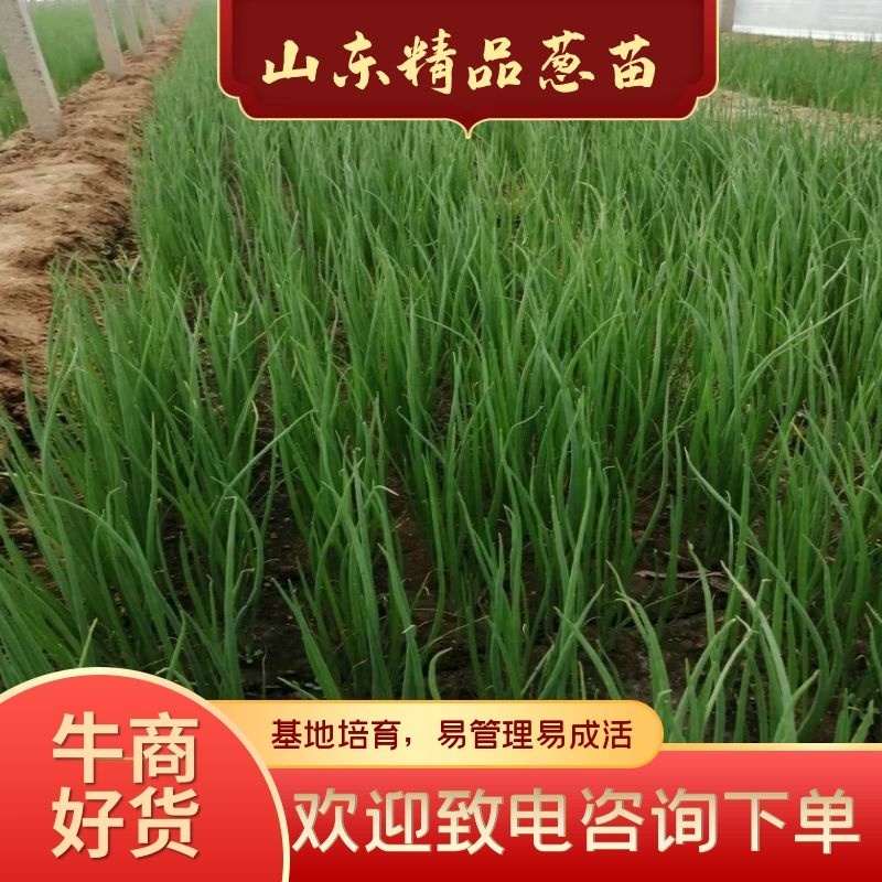 【好货推荐】潍坊旭峰大葱育苗合作社，出售一代葱苗