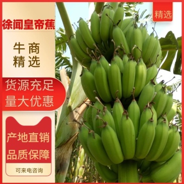 徐闻粉蕉广东省徐闻县精品粉蕉八分熟无黑点货源充足质量保证
