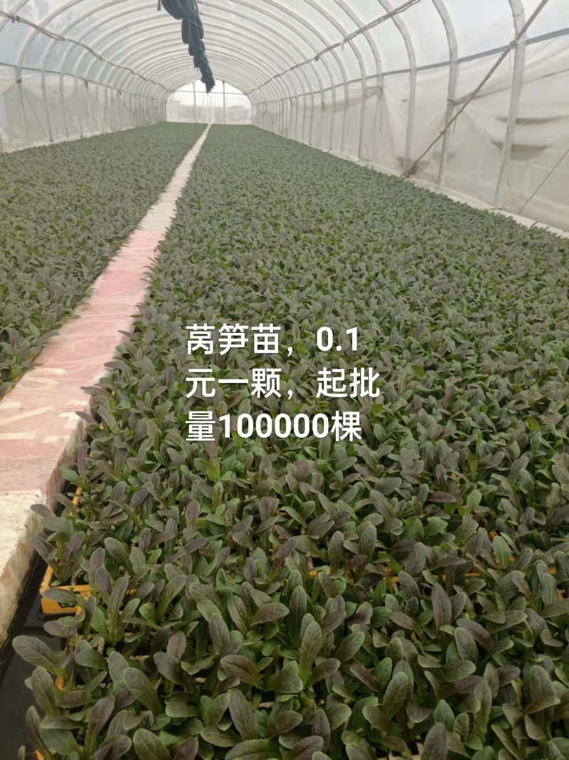 莴笋苗一手货源，优质甘蓝苗，产量高，基地直发量大