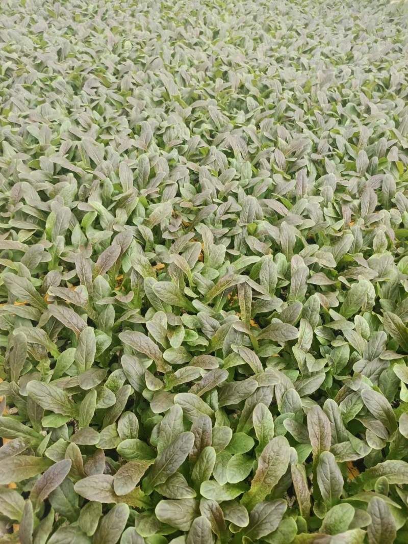 莴笋苗一手货源，优质甘蓝苗，产量高，基地直发量大
