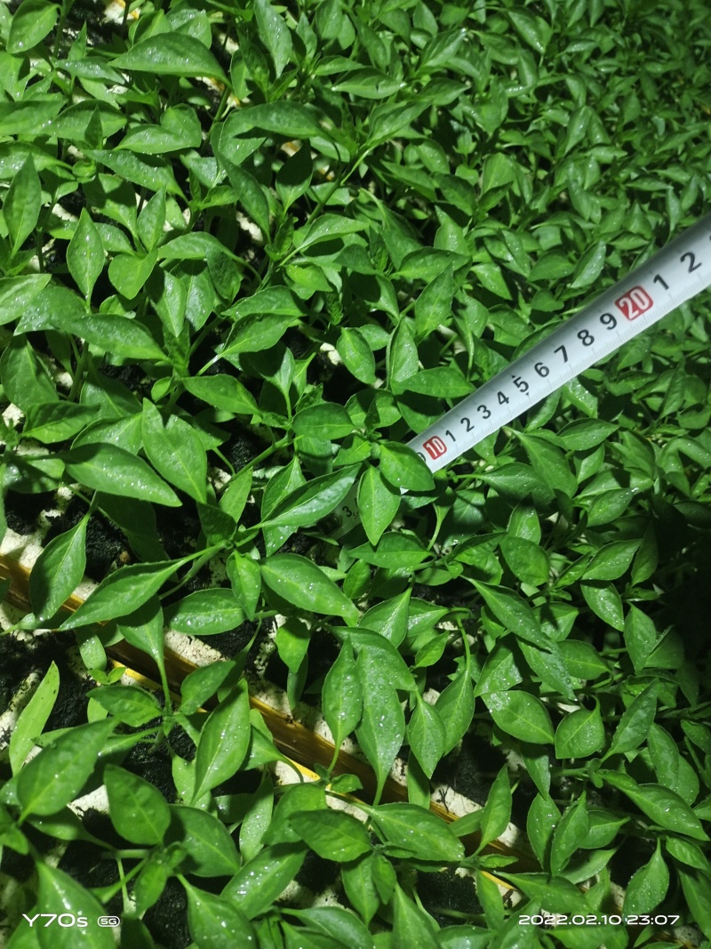 辣椒苗，一手货源，产地直发，大量上市，欢迎前来咨询