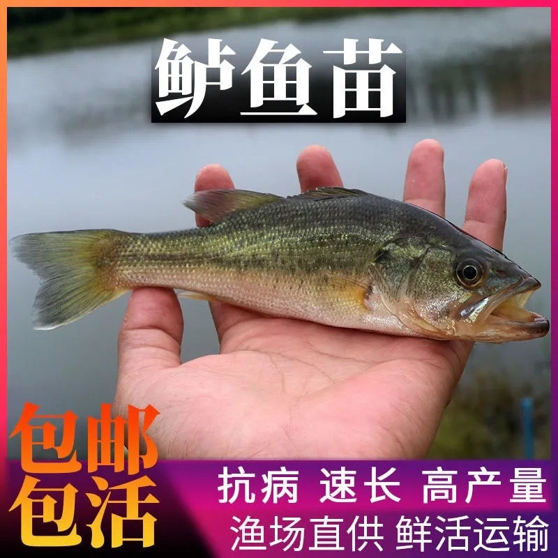 四川鲈鱼苗加州鲈鱼苗鲈优三号规格齐全渔场直销量大从优