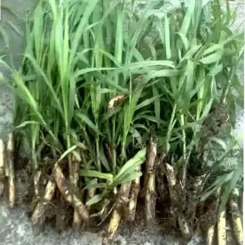 无毛甜像草苗基地直供一手货源诚信经营对接批发商