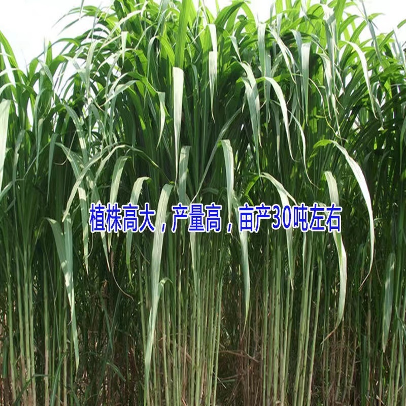 无毛甜像草苗基地直供一手货源诚信经营对接批发商