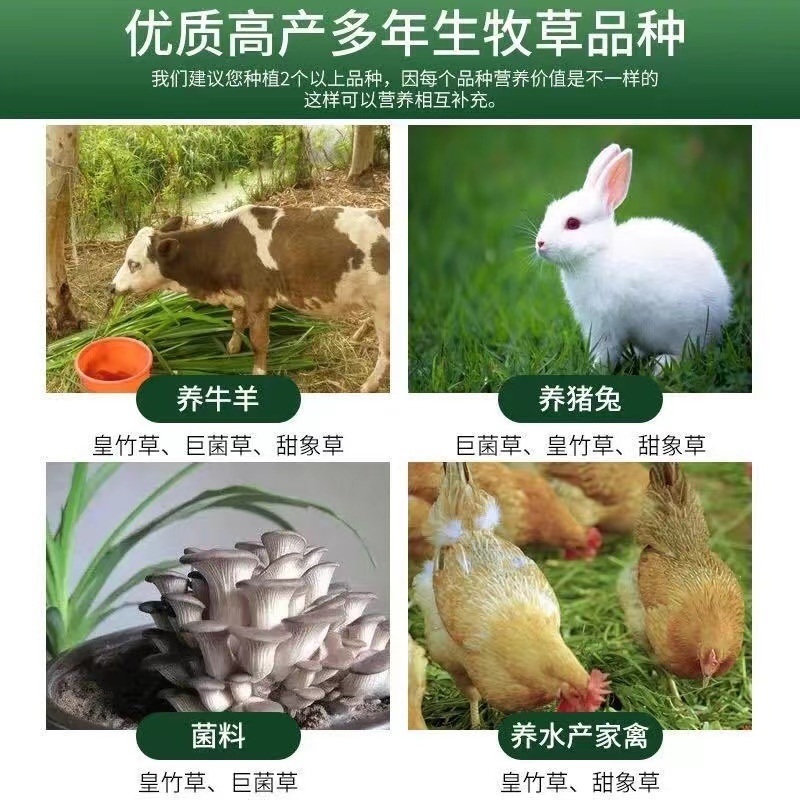 红像草苗贵州基地直供一手货源品质保证【支持代发】