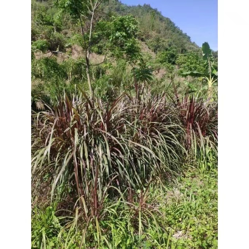 红像草苗贵州基地直供一手货源品质保证【支持代发】