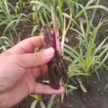 红像草苗贵州基地直供一手货源品质保证【支持代发】