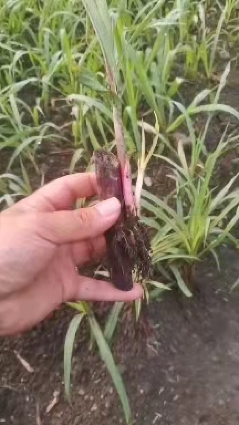 红像草苗贵州基地直供一手货源品质保证【支持代发】