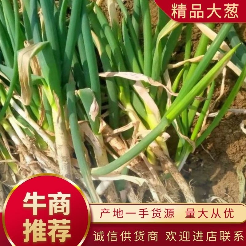 大葱，河南周口大葱，产地直发，欢迎进店联系