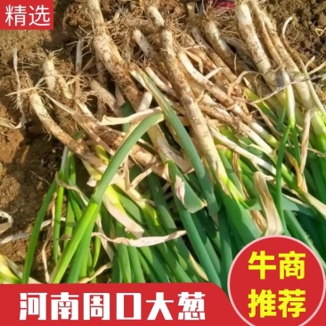 河南周口大葱，大葱，产地直发，欢迎进店联系