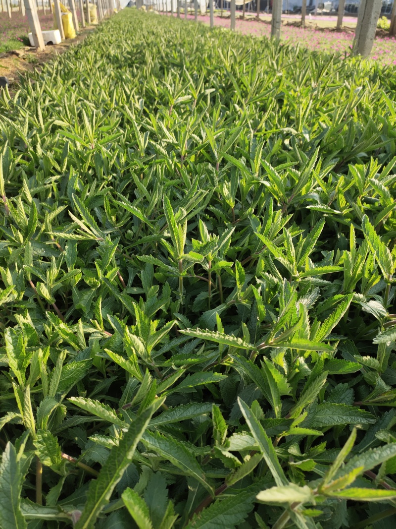 花海用柳叶马鞭草大量供应自产自销基地直发欢迎订购