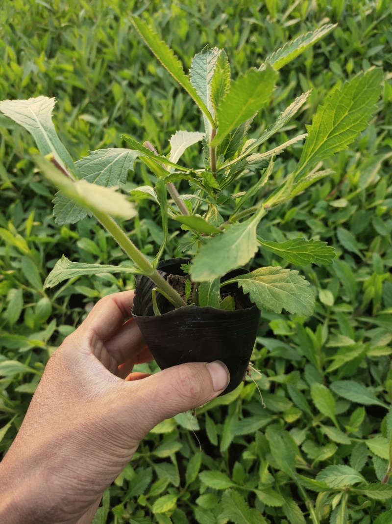 花海用柳叶马鞭草大量供应自产自销基地直发欢迎订购