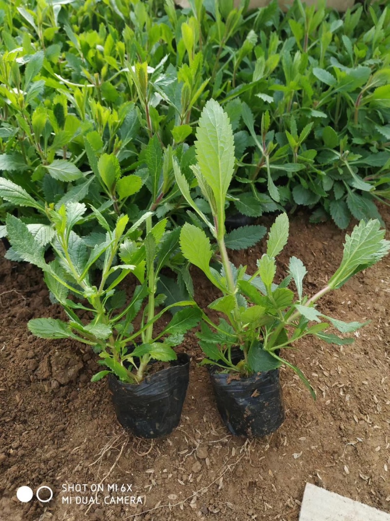 花海用柳叶马鞭草大量供应自产自销基地直发欢迎订购