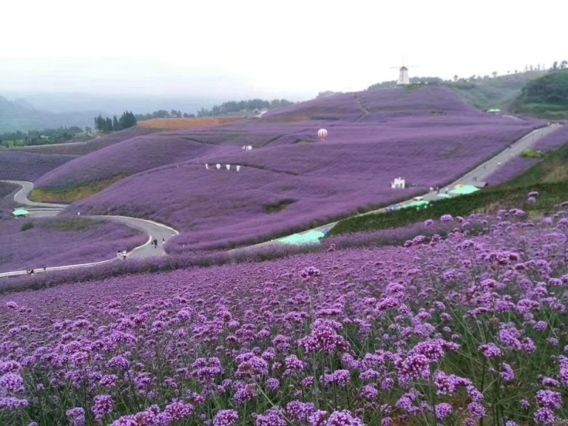 花海用柳叶马鞭草大量供应自产自销基地直发欢迎订购