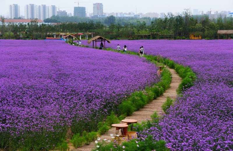 花海用柳叶马鞭草大量供应自产自销基地直发欢迎订购