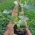 花海用柳叶马鞭草大量供应自产自销基地直发欢迎订购
