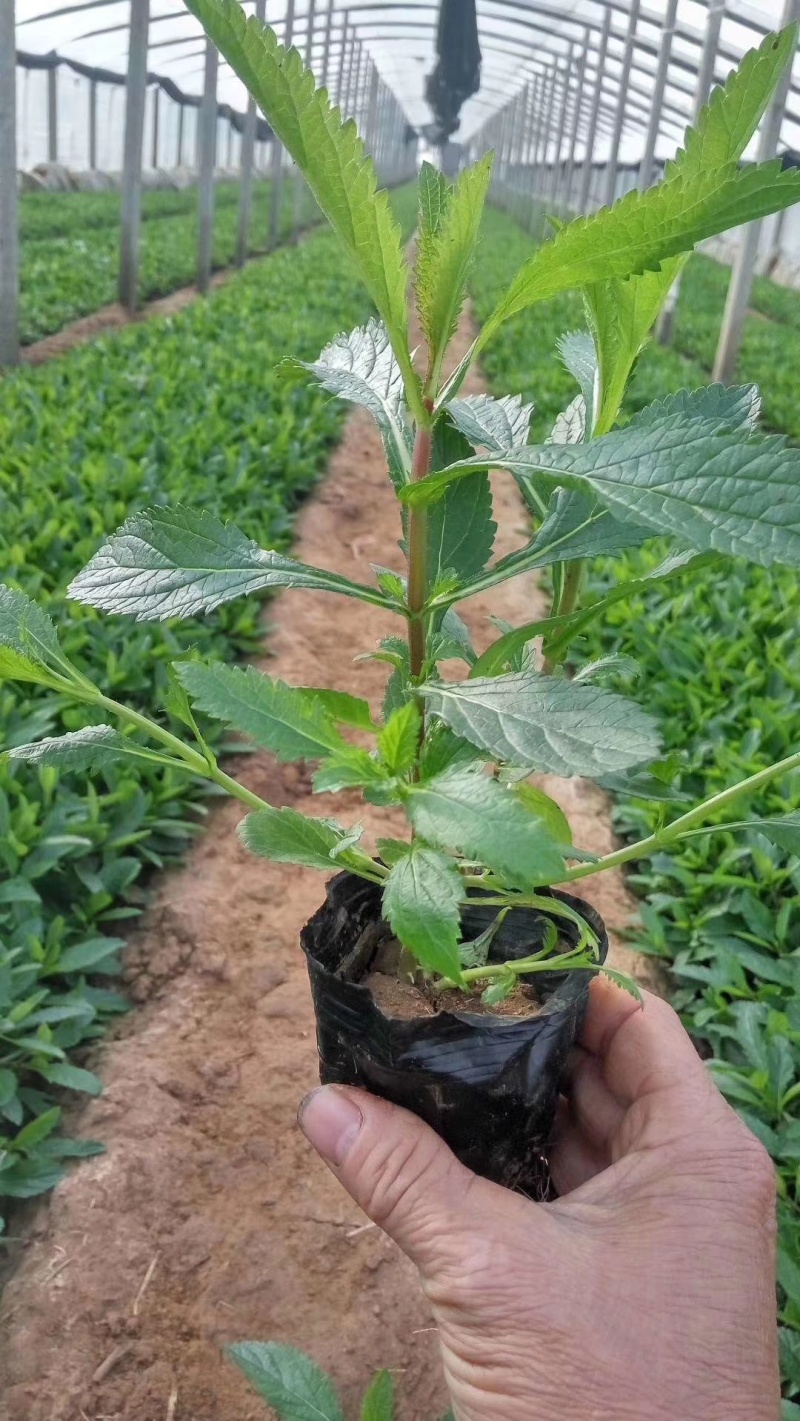 花海用柳叶马鞭草大量供应自产自销基地直发欢迎订购