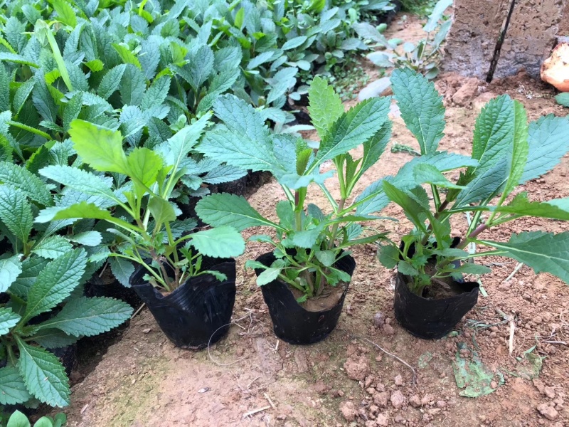 花海用柳叶马鞭草大量供应自产自销基地直发欢迎订购