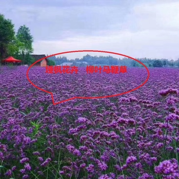 花海用柳叶马鞭草大量供应自产自销基地直发欢迎订购