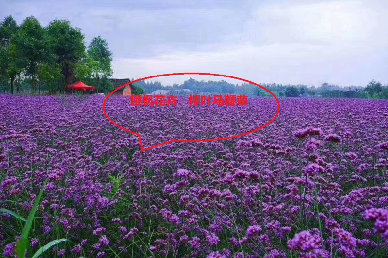 花海用柳叶马鞭草大量供应自产自销基地直发欢迎订购