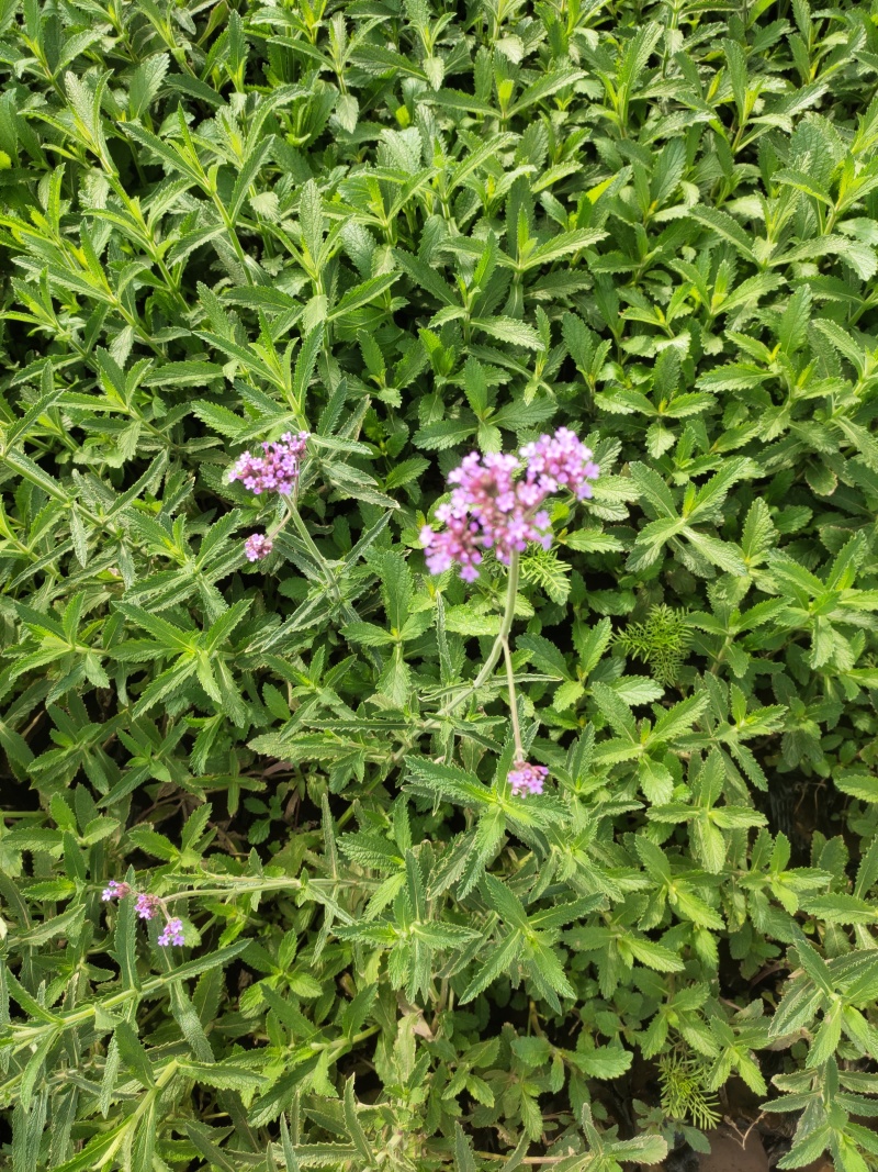 花海用柳叶马鞭草大量供应自产自销基地直发欢迎订购