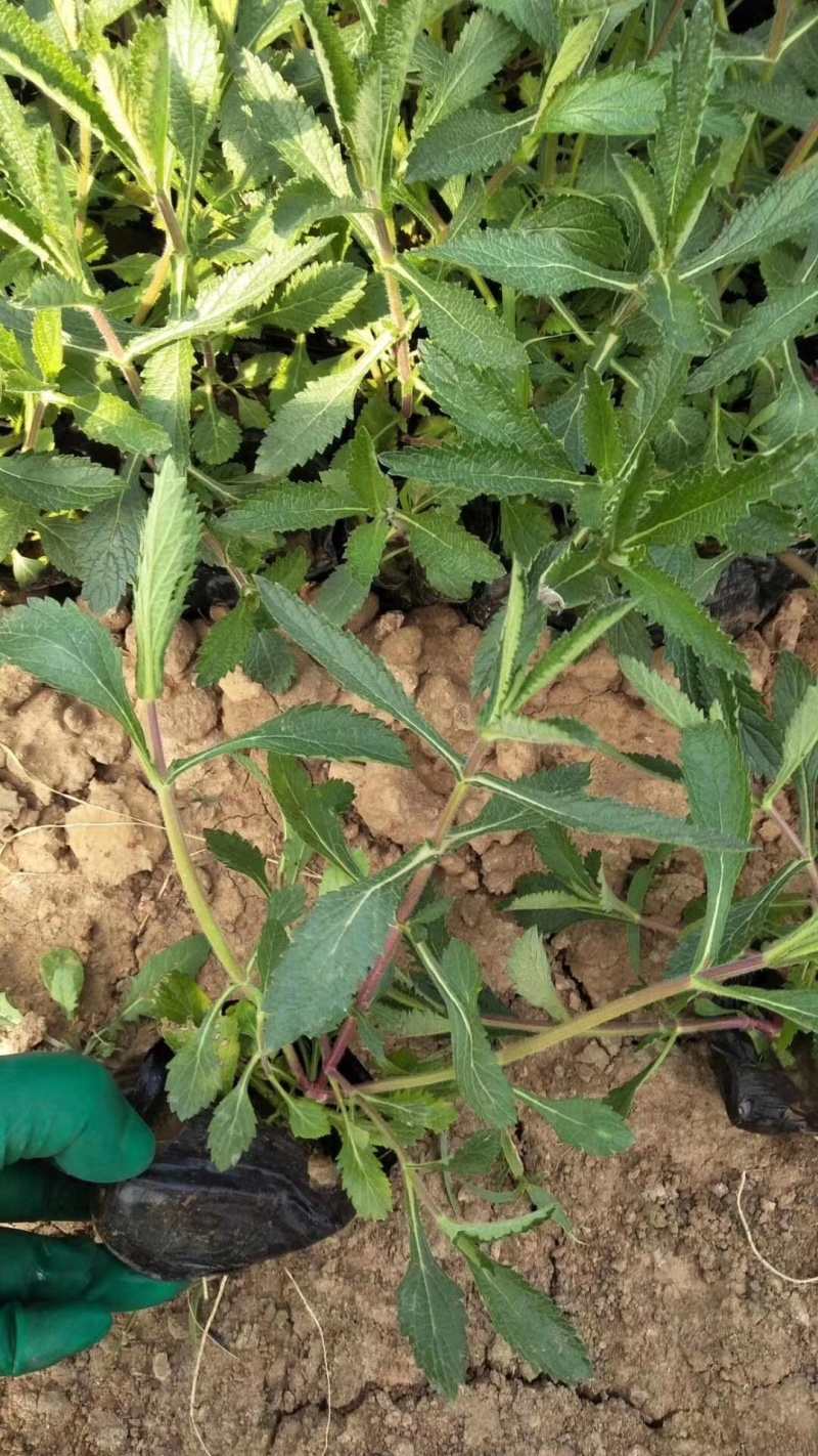 花海用柳叶马鞭草大量供应自产自销基地直发欢迎订购