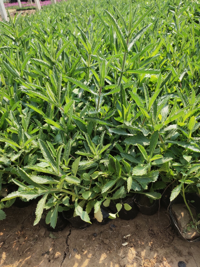 花海用柳叶马鞭草大量供应自产自销基地直发欢迎订购