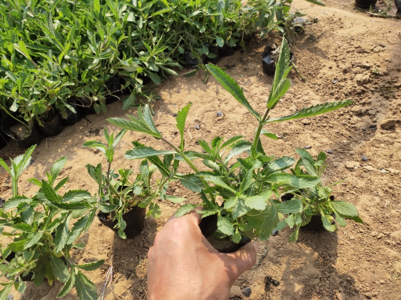 花海用柳叶马鞭草大量供应自产自销基地直发欢迎订购