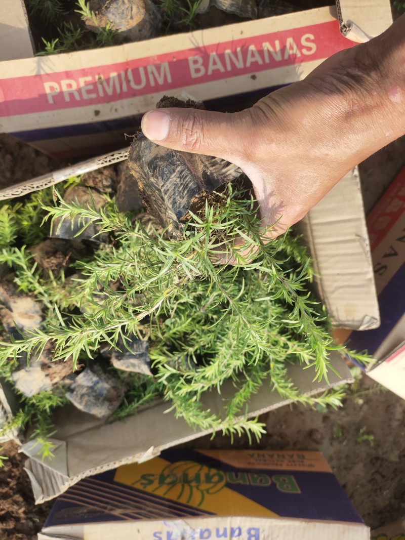 花海用丛生福禄考(芝樱）大量出售自产自销基地直发