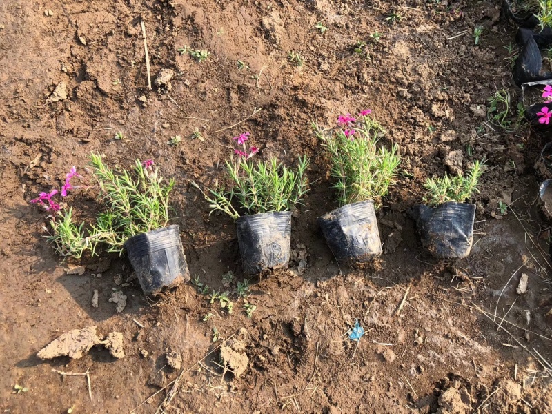 花海用丛生福禄考(芝樱）大量出售自产自销基地直发