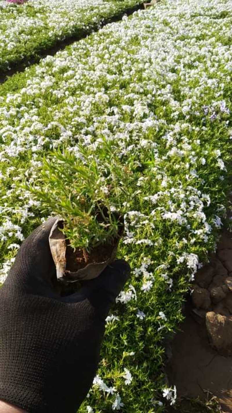 花海用丛生福禄考(芝樱）大量出售自产自销基地直发