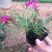 花海用丛生福禄考(芝樱)大量出售自产自销基地直发