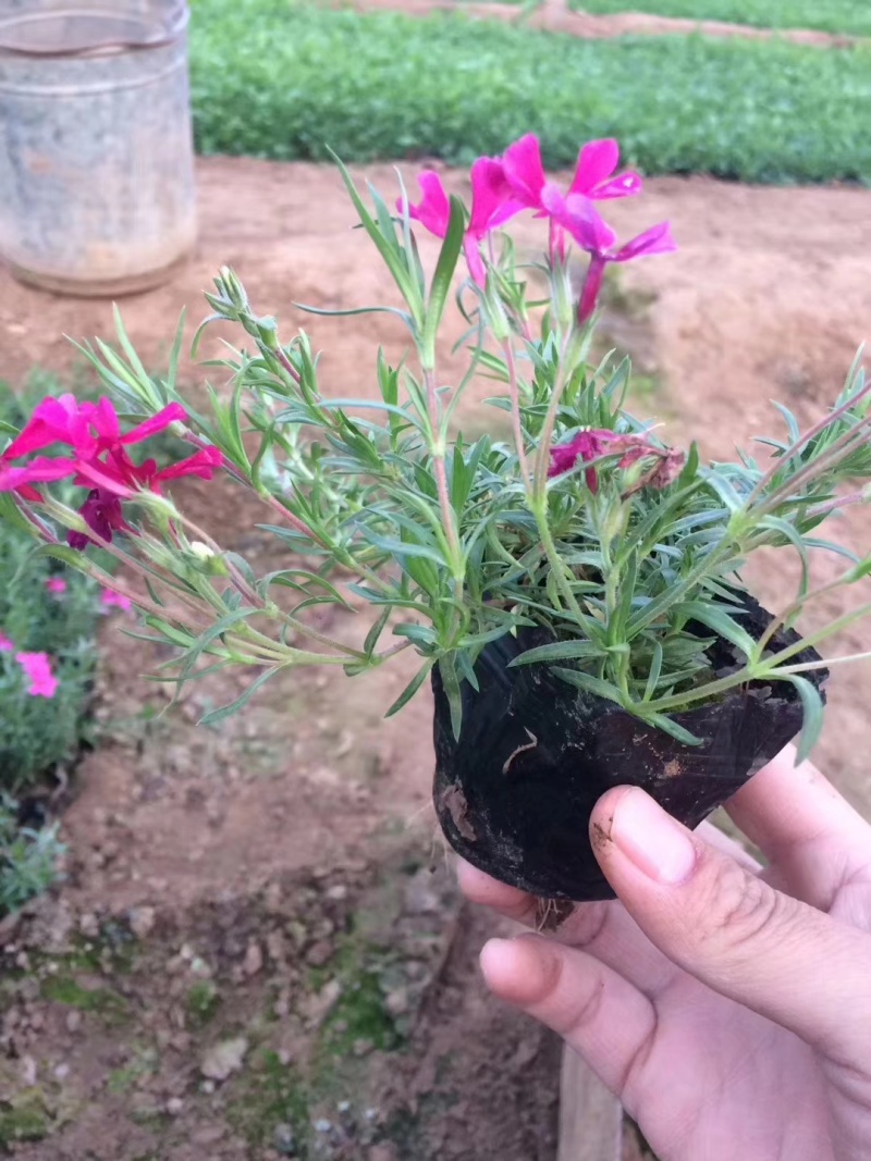 花海用丛生福禄考(芝樱）大量出售自产自销基地直发