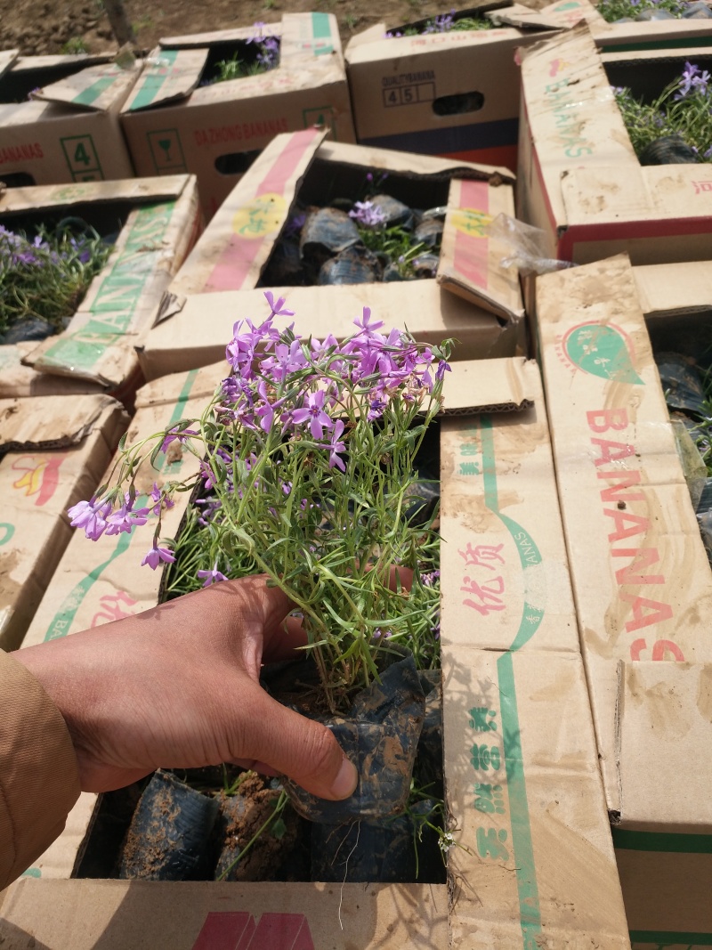 花海用丛生福禄考(芝樱）大量出售自产自销基地直发