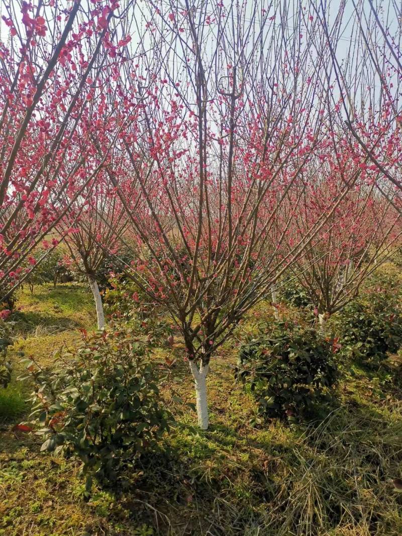 红梅12公分，红梅11公分，原生梅花基地批发价格