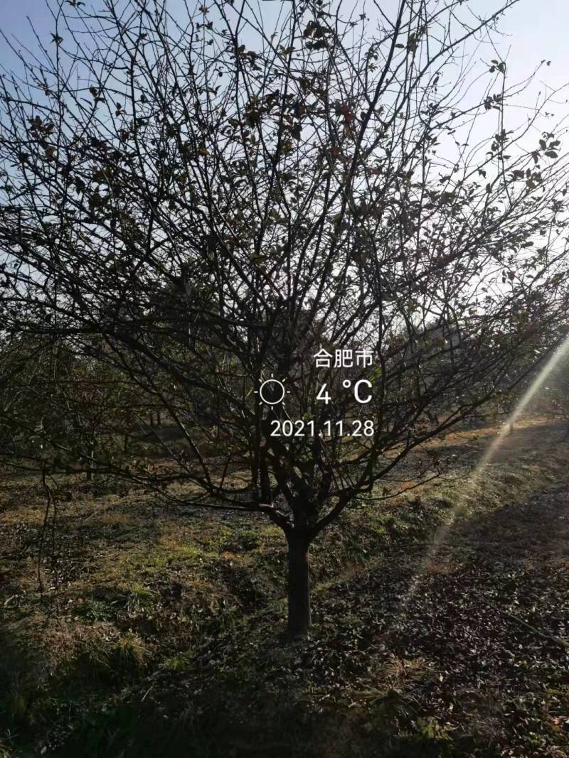 地径8公分垂丝海棠9公分垂丝海棠价格批发，纯正小叶