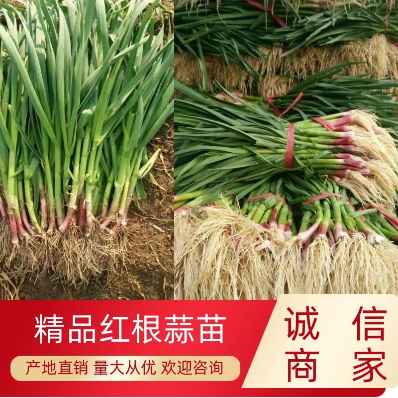 【蒜苗】优质红根蒜苗大量出货中一手货源品质保证全国发货