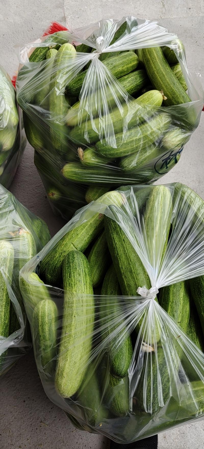 威远精品小黄瓜大量上市产地直发质量保障，可视频看货