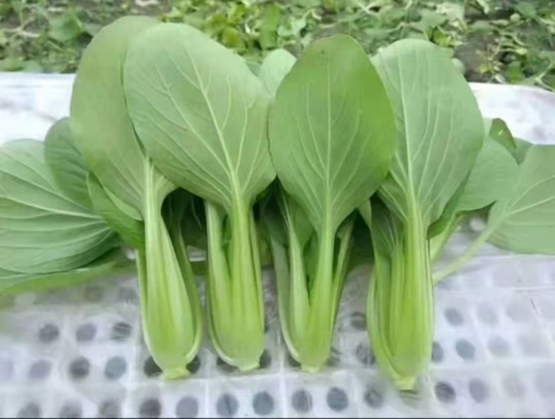 上海青长年有货质量保证量大优惠诚信经营，有需要的欢迎