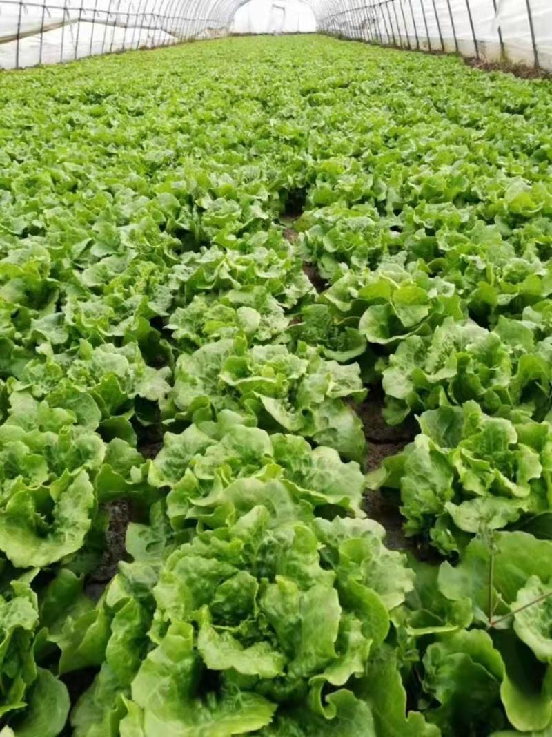 花叶生菜种植基地批发，质量保证价格公道，可长期供货