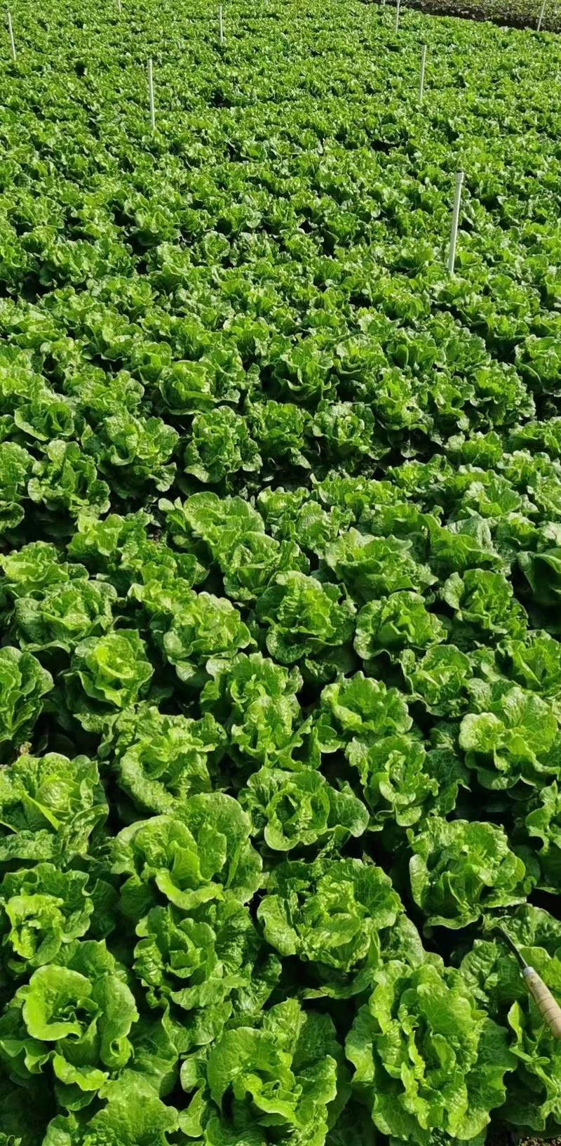 花叶生菜种植基地批发，质量保证价格公道，可长期供货